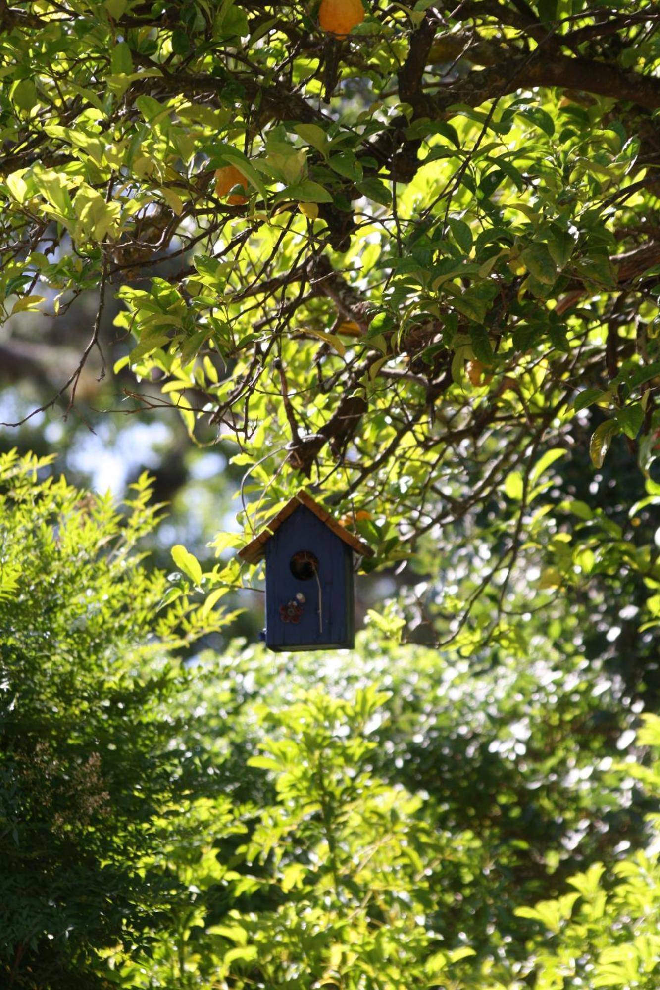 Tortelduif Cottage Stellenbosch Eksteriør billede